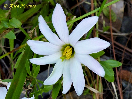 {Sabatia foliosa}